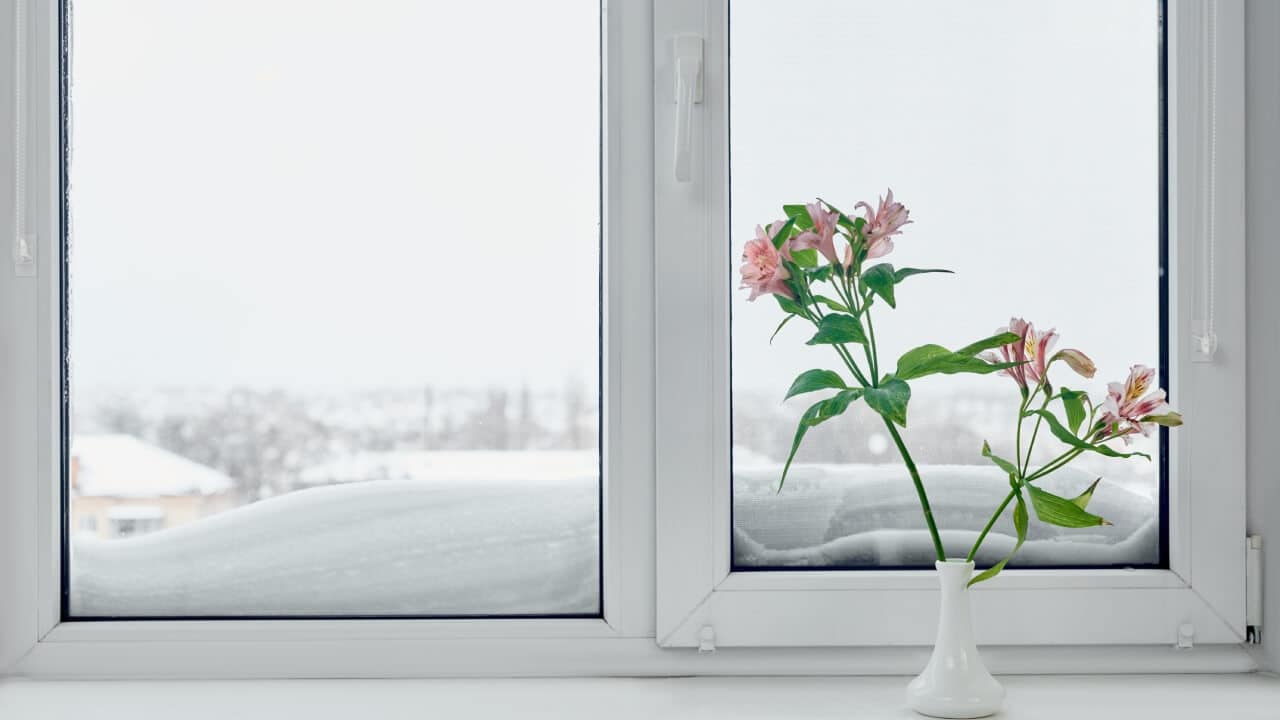 Double glazing windows with snow outside helping to keep the warmth inside and a flower thriving on the window sill.